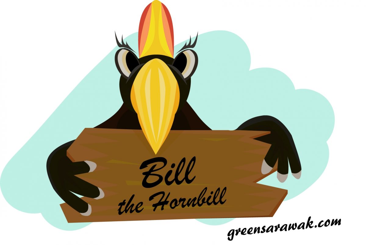Bill the Hornbill from the Land of the Hornbills