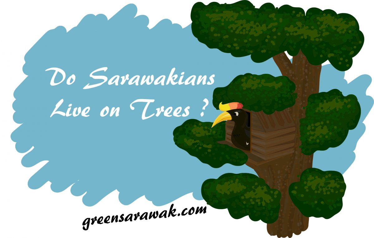 Adakah orang Sarawak hidup di atas pokok?