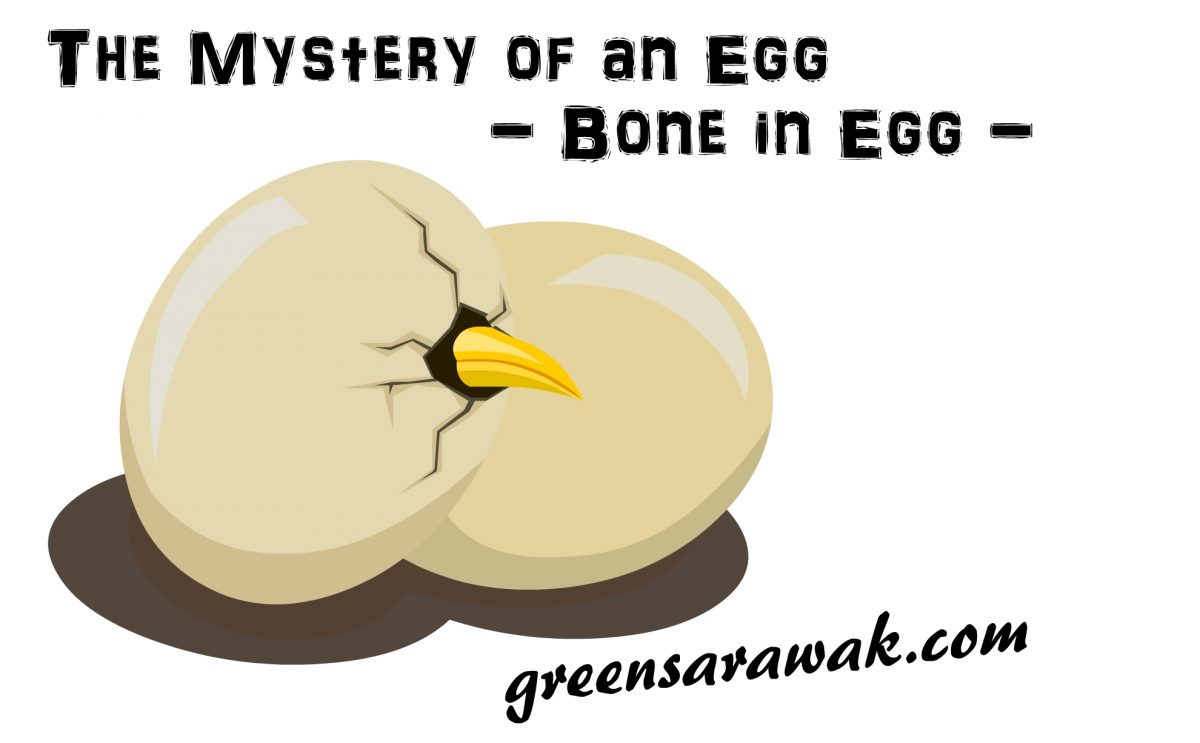鸡蛋之谜-鸡蛋里挑骨头