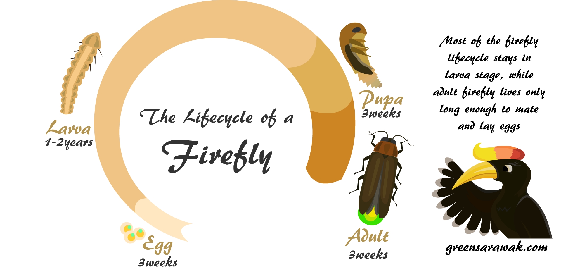 firefly life cycle